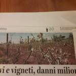 3 maggio - Kiwi e vigneti, danni milionari