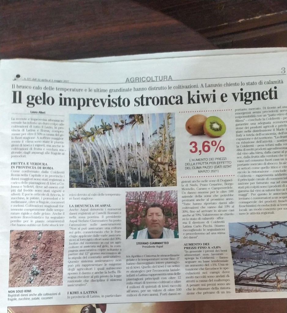 Maggio - Il gelo imprevisto stronca kiwi e vigneti