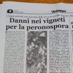 15 luglio 2023 - Danni nei vigneti per la peronospora