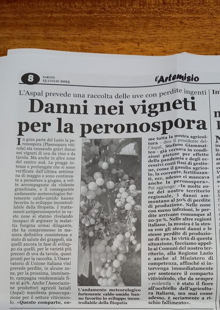 15 luglio 2023 - Danni nei vigneti per la peronospora