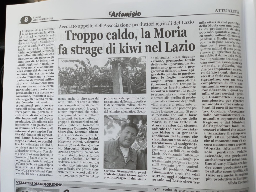 4 settembre - Troppo caldo, la moria fa strage di kiwi nel Lazio