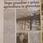 15 aprile - Dopo grandine e gelate agricoltura in ginocchio